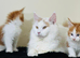 Maine coon kittens