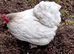 Lavender pekin bantam pair