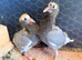 Young birds for sale