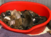 1 boy & 1 girl puppy left for sale (mixed breed)