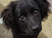 cocker spaniel X Pomeranian ( Cockeranian ) 16 week old puppy