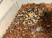 Reduced royal pythons different morphs
