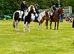 14.1hh Piebald cob 5 years