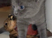 Russian Blue Kittens