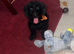 Milo dash hound cross toy poodle