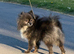 Beautiful Pomeranian Rex