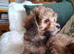 Papillon x toy poodle v small