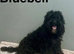 Bluebell 2 f1b cockapoo boys ready to be viewed