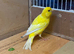 I have some pairs of canaries for sale