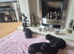 Beautiful Labrador puppies for sale