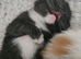 5 beautiful, friendly Ragdoll cross kittens