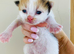 Adorable kittens