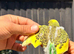 Beautiful Hand-Reared Baby Budgies &mdash; Various Colours Available