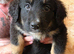 10 left of 11 beautiful Bernedoodle puppies *READY TO GO*