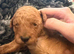 RED FOX TOY POODLE PUPPIES