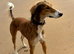 Saluki x lurcher
