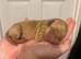 Labrador puppies