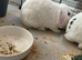 Female breeding mini lop