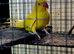 Indian ringneck pair