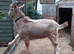 Billy Goat Toggenburg Intact Entire