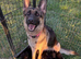 German Shepherd Puppies for sale