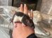 Fancy & dumbo baby rats