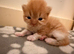 Exotic Persian Cross kittens for sale