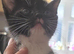 Beautiful male kitten
