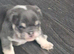 KC REGISTERED BEAUTIFUL BLUE/LILAC TRI ENGLISH BULLDOGS FOR SALE