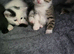 Gorgeous kittens ready to reserve
