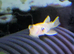 L144 Lemon Blue Eye Plecos &ndash; &pound;5 Each
