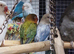 Young Lovebirds Available