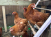 black tail & black cooper marans 20 weeks old