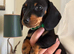 Ready Now Miniature Smooth Dachshunds