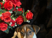 jack Russell