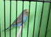 Budgies