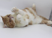Young Exotic Shorthair Female - Rehoming