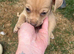 Jack x chi puppies!