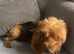 Yorkshire terrier boy