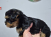 Yorkshire Biewier terrier