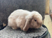 Chocolate point mini lop