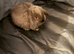Mini lop