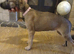 whippet / greyhound whippet saluki