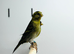 Siskin