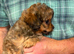 Beautiful F1 Chipoo girls looking for their forever families.
