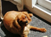Cavalier king charles puppy 6mth old