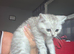 Two male bristish short hairs rare markings