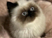 stunning rare black smoke Persian Kitten