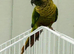 Maroonbellied Conure