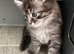 Ragdoll Cross